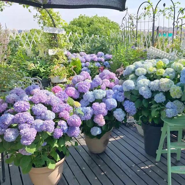 🔥Last Day 49% OFF🔥Outdoor Artificial Hydrangea Flowers💐