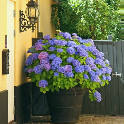 Last Day 70% OFF-Outdoor Artificial Hydrangea Flowers💐