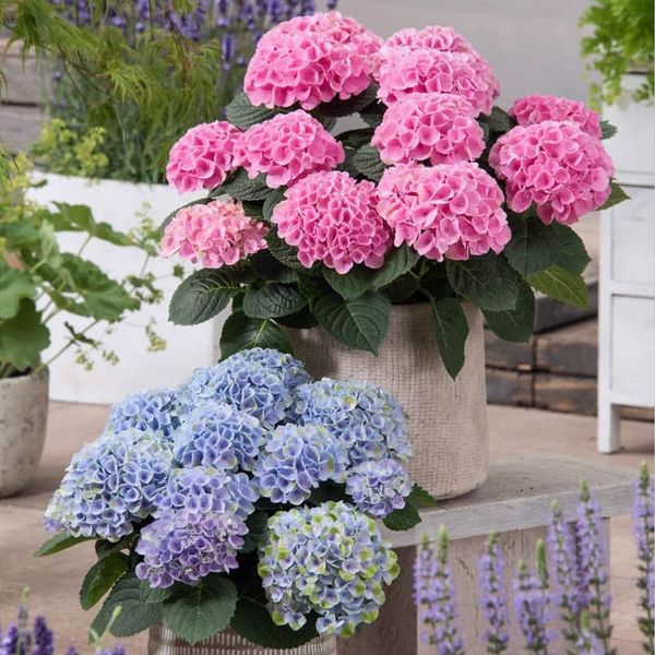 Last Day 70% OFF-Outdoor Artificial Hydrangea Flowers💐