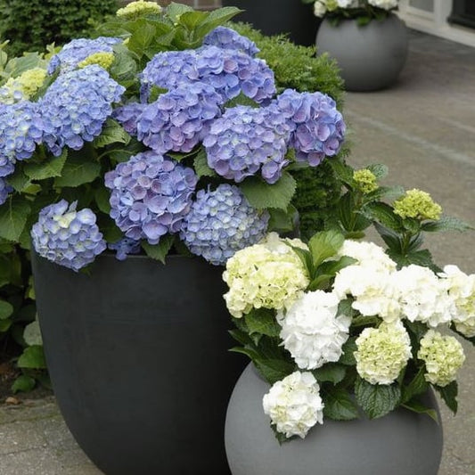 Last Day 70% OFF-Outdoor Artificial Hydrangea Flowers💐