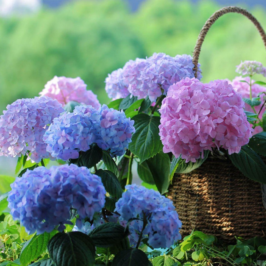 Last Day 70% OFF-Outdoor Artificial Hydrangea Flowers💐