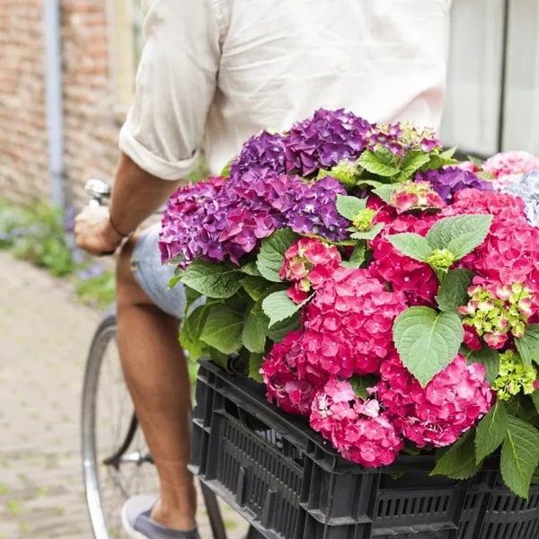 ✨This Week's Special Price $8.99💥-Outdoor Artificial Hydrangea Flowers💐