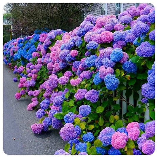 🔥Last Day 49% OFF🔥Outdoor Artificial Hydrangea Flowers💐