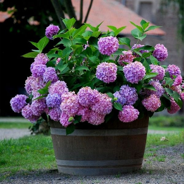 🔥Last Day 49% OFF🔥Outdoor Artificial Hydrangea Flowers💐