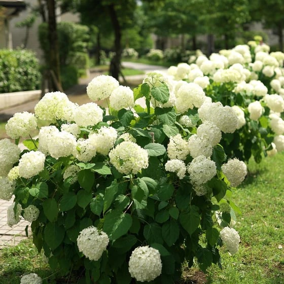 Last Day 70% OFF-Outdoor Artificial Hydrangea Flowers💐