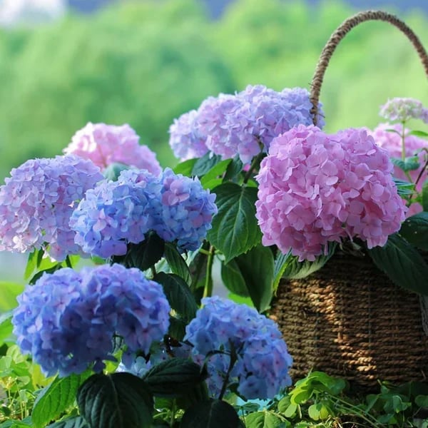 🔥Last Day 49% OFF🔥Outdoor Artificial Hydrangea Flowers💐